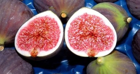 Black figs grown in Turkey’s Bursa get geographical indication registration certificate - Daily Sabah | CIHEAM Press Review | Scoop.it