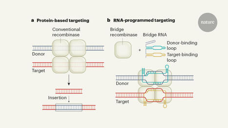 Programmable RNA-guided enzymes for next-generation genome editing | SynBioFromLeukipposInstitute | Scoop.it