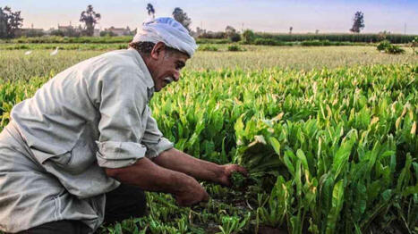 Why Agriculture Still Anchors EGYPTs Economy Despite Economic Diversification Efforts | CIHEAM Press Review | Scoop.it