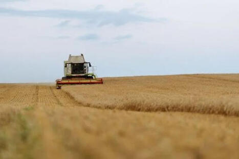 Winter cereal 2026 harvest: a 31% drop compared to 2025 (SPAIN) | MED-Amin network | Scoop.it
