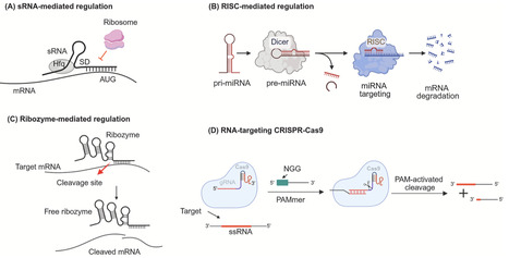 Employing synthetic biology to modulate metabolic flux: Current strategies and applications | RMH | Scoop.it