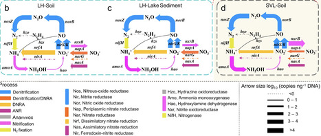 Unveiling unique microbial nitrogen cycling and nitrification driver in coastal Antarctica | NComm | RMH | Scoop.it