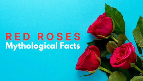 Facts about Roses to Learn Follow | Same Day Flower Delivery in Dubai | Scoop.it