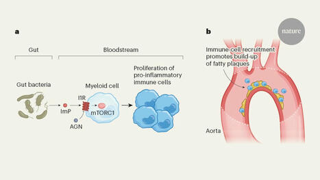 Gut bacteria make a molecule that promotes plaque build-up in arteries | nat | RMH | Scoop.it
