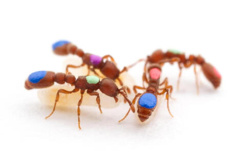 La division du travail chez les fourmis livre ses secrets | EntomoNews | Scoop.it