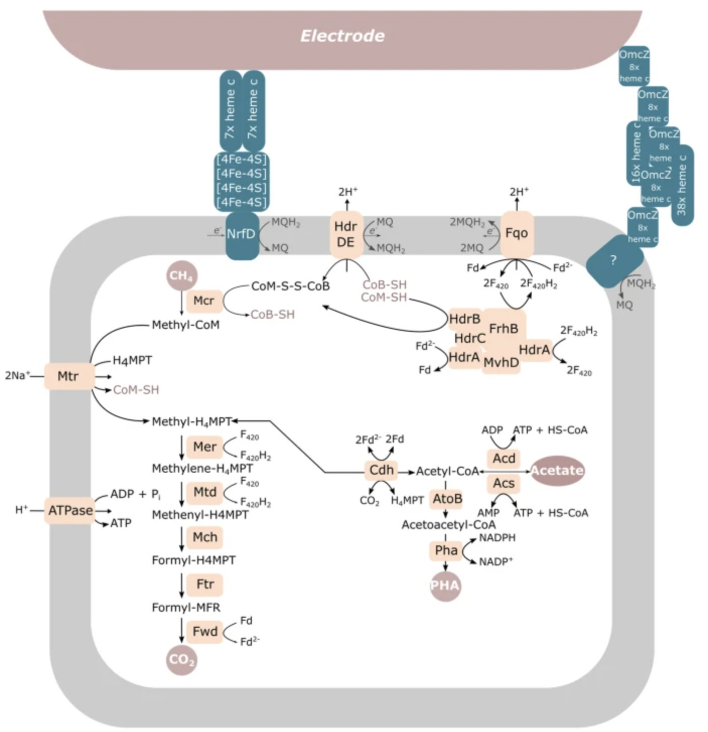 Mechanisms of extracellular electron transfer i...