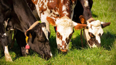 INNOVATIONS : Moins de rots, moins de pollution&hellip; Dans cet &eacute;levage exp&eacute;rimental, on cr&eacute;e les vaches de demain&nbsp; | INNOVATIONS | Scoop.it