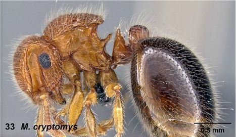 Technology leads taxonomists to create better species, not more species | Insect Archive | Scoop.it