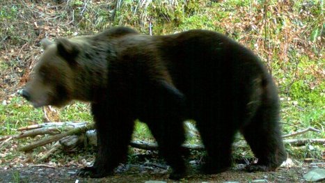 Pyrénées : l'ours Cannellito vivant et une quatrième portée confirmée | Vallées d'Aure & Louron - Pyrénées | Scoop.it