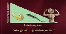 How can the salamander help fight degenerative disease? | Science News | Scoop.it