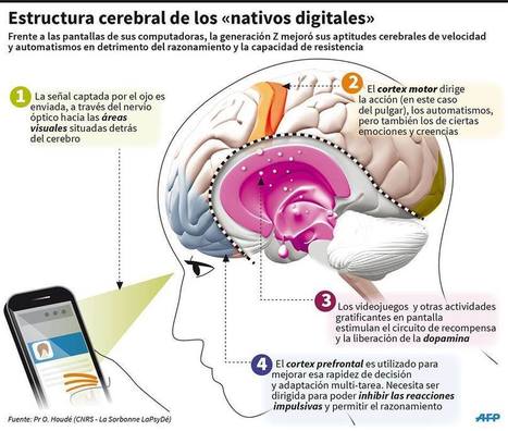 Estructura cerebral de los "nativos digitales" | Digital natives, millenials, nativos digitales | Scoop.it
