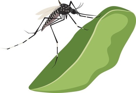 Une journ&eacute;e dans la vie de l'&eacute;quipe d'un insectarium d&eacute;di&eacute; aux moustiques / A day in the life of a mosquito insectary team: pushing for solutions to mosquito-borne diseases | EntomoScience | Scoop.it