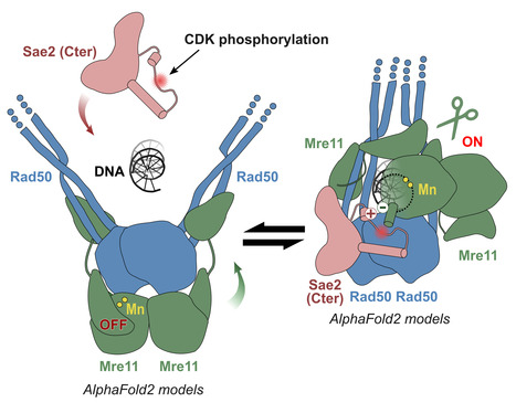 Molecular insights into the activation of Mre11-Rad50 endonuclease activity by Sae2/CtIP | I2BC Paris-Saclay | Scoop.it