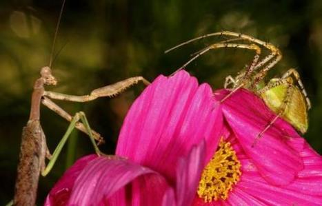 15 Photos of Spiders Battling Dangerous Foes | Coastal Restoration | Scoop.it