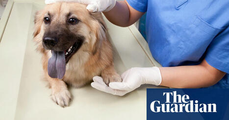UK vets could face price caps after charges rise 60% in eight years | Competition and Markets Authority | The Guardian | Microeconomics: IB Economics | Scoop.it
