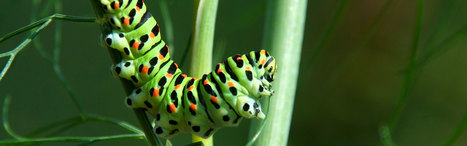 Festival de l'insecte 2014 : Concours photographies d’insectes | Variétés entomologiques | Scoop.it