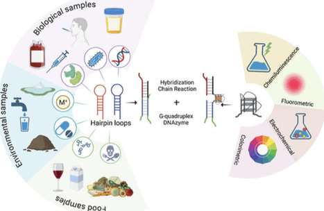 Revolutionizing DNAzyme Biosensors: Pioneering Strategies, Advanced Immobilization, Versatile Applications, and Future Frontiers | asb | RMH | Scoop.it