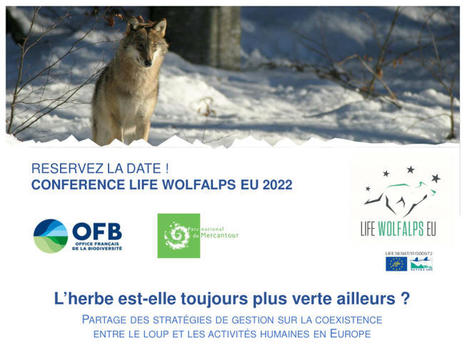 [Life Wolfalps Eu 2022] L'herbe est-elle toujours plus verte ailleurs ? | Biodiversité | Scoop.it