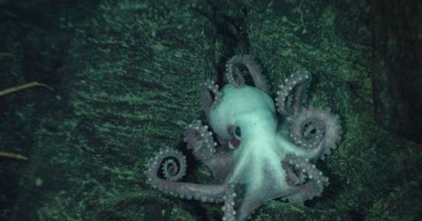 "Octlantis" discovery proves octopuses are more social than we thought | Dr. Goulu | Scoop.it