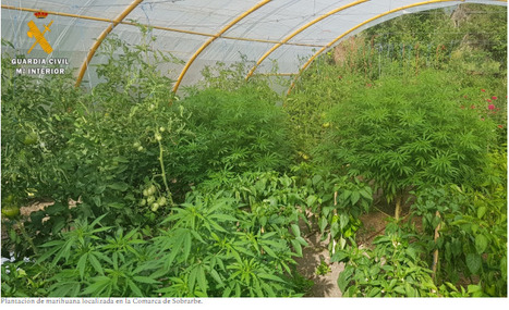 La Guardia Civil intervient sur des plantations de marijuana dans la Comarca de Sobrarbe  | Vallées d'Aure & Louron - Pyrénées | Scoop.it