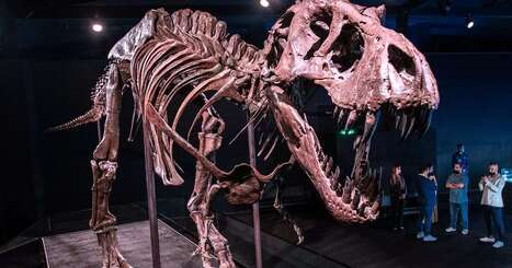 Landmark dinosaur discoveries in the Middle East that led to Natural History Museum Abu Dhabi | Industry 411 - Waste Management | Scoop.it
