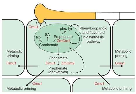 Nature: Metabolic priming by a secreted fungal effector | Plants and Microbes | Scoop.it