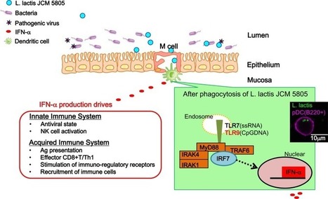 Probiotics and Paraprobiotics in Viral Infection: Clinical Application and Effects on the Innate and Acquired Immune Systems | Mucosal Immunity | Scoop.it