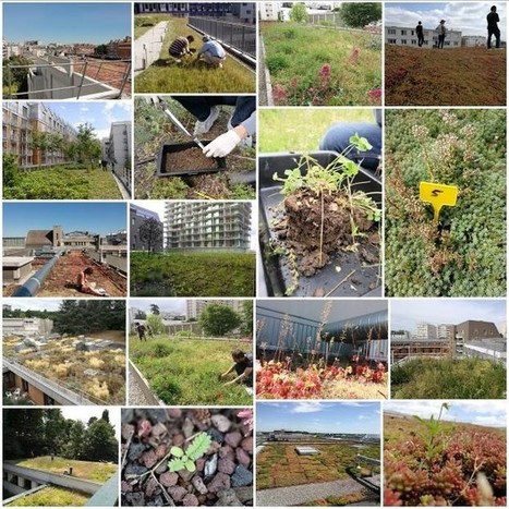 (2018) Retours sur la rencontre Toitures végétalisées et biodiversité | ESPACES VEGETALISES URBAINS | Scoop.it
