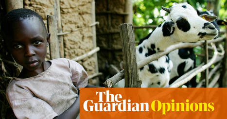 Criticism of animal farming in the west risks health of world’s poorest | Emma Naluyima Mugerwa and Lora Iannotti | The Guardian | Environnement | Scoop.it