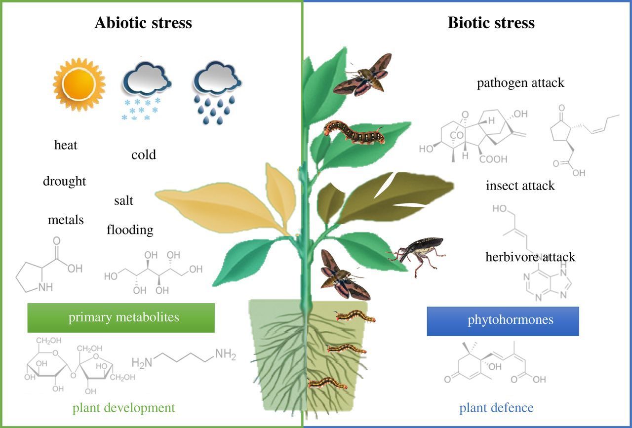 review article on abiotic stress in plants