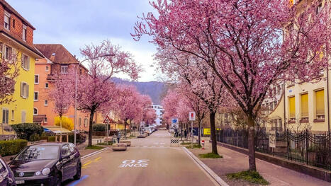 Kirschblüten in Zürich: Wo Du die Blütenpracht bestaunen kannst | (Macro)Tendances Tourisme & Travel | Scoop.it