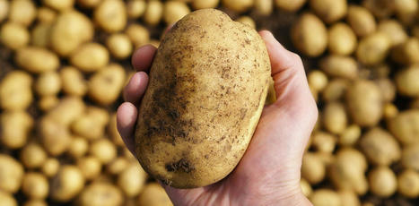 Six raisons pour lesquelles les pommes de terre sont bonnes pour la santé | CIHEAM Press Review | Scoop.it