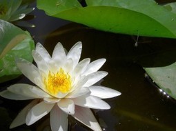 FAQ&rsquo;s About Hypnosis | Lessons in Joyful Living | Effective Hypnotherpay | Scoop.it