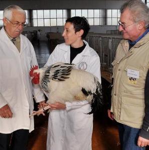 Seissan. Foire avicole: 1200 animaux - La Dépêche | Professionnels du tourisme du Grand Auch Cœur de Gascogne | Scoop.it