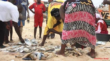 L'AFRIQUE DEPOUILLEE DE SES POISSONS | HALIEUTIQUE MER ET LITTORAL | Scoop.it