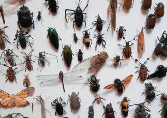 Les insectes a la loupe : Stage, atelier a Bourg en Bresse | Variétés entomologiques | Scoop.it
