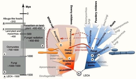 Trends in Plant Science: Obligate biotroph parasitism: can we link genomes to lifestyles? (2012) | Plant Pathogenomics | Scoop.it