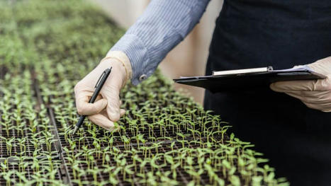 New genomic techniques: A panacea for reducing pesticide use? | SCIENCES DU VEGETAL | Scoop.it