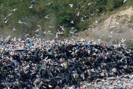 Pollution au plastique: les mouettes en danger | Toxique, soyons vigilant ! | Scoop.it