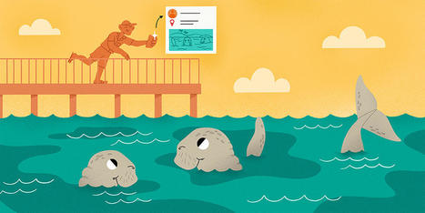 Artificial Intelligence and Social Networks Can Help to Protect the Famous Dugong · | Boîte à outils numériques | Scoop.it