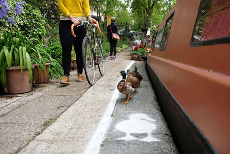 Ducks Get Their Own ‘Duck Lanes’  Near the Canal Walkways in London | Technology in Business Today | Scoop.it