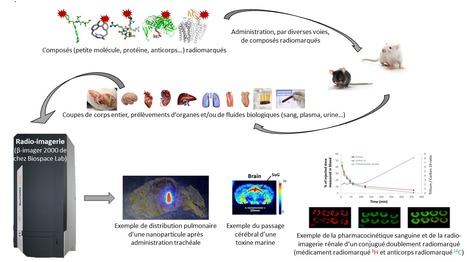 FOCUS PLATEFORME : La radio-imagerie au service de l’évaluation pharmacologique et toxicologique de composés d’intérêt chez le petit animal | Life Sciences Université Paris-Saclay | Scoop.it