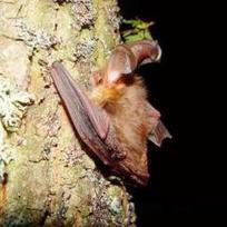 L&rsquo;&eacute;tude des chiropt&egrave;res en for&ecirc;t de Rambouillet | Biodiversit&eacute; | Scoop.it