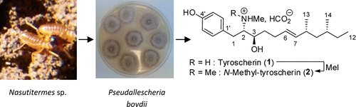 Antifungal Agents from Pseudallescheria boydii SNB-CN73 Isolated from a Nasutitermes sp. Termite | Natural Products Chemistry Breaking News | Scoop.it