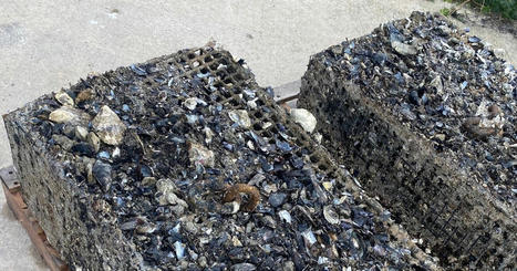 À Montpellier, des coquilles d'huîtres se transforment en béton | Veille "Villes de demain" | Scoop.it
