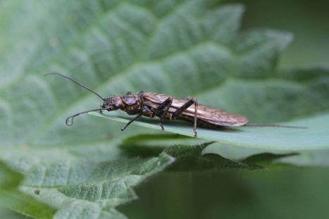 Travaux se rapportant à l’inventaire des Plécoptères de France | Insect Archive | Scoop.it