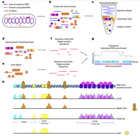 Profiling large-scale protein occupancy on bacterial genomes using IPOD-HR | Npc | RMH | Scoop.it
