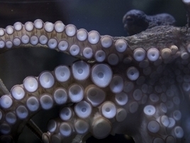 Whoa, Sony Trained Octopus to Take Photos of Aquarium Visitors | @Adfreak | Public Relations & Social Marketing Insight | Scoop.it