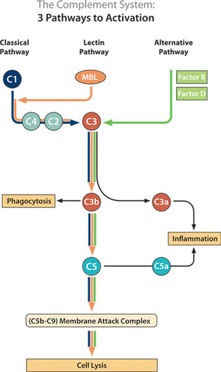 Complement Drug Discovery | True North | Immunology and Biotherapies | Scoop.it