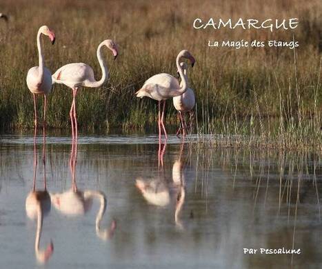CAMARGUE - La Magie des Etangs | Camargue Nature | Scoop.it